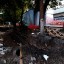 Общественники рассказали об очередной вырубке деревьев в Ростове 5