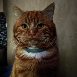 В Новошахтинске неизвестные стреляли в кота, выпущенного на прогулку