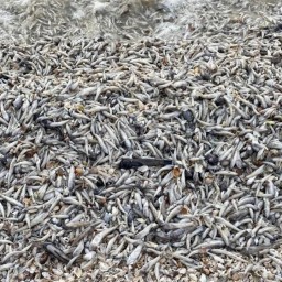 В Цимлянском водохранилище зафиксировали массовую гибель рыбы