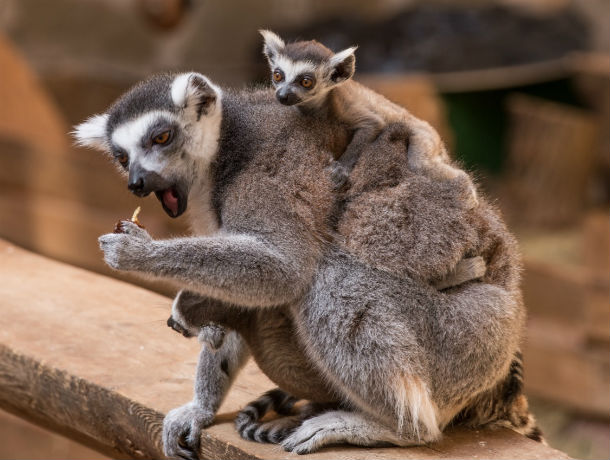 Сразу трое малышей лемура появились на свет в ростовском зоопарке
