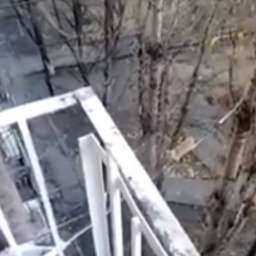 Уморительное спасение застрявшего на дереве кота при помощи швабры и скотча в Ростове попало на видео