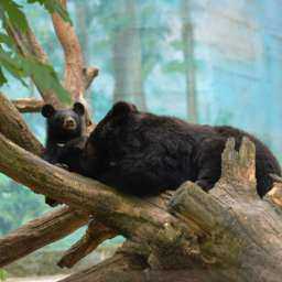 Громадные хищники ушли на долгий отдых в зоопарке Ростова