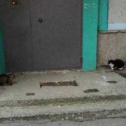 Настоящее восстание котов организовали милые старушки в одном из ростовских подъездов