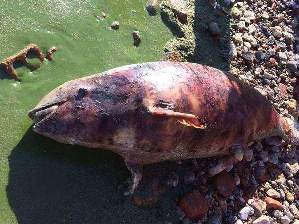В Таганроге нашли мертвого дельфина на берегу Азовского моря