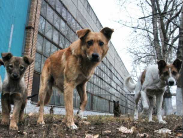 Стая агрессивных бездомных собак годами терроризирует жителей садового товарищества Ростова