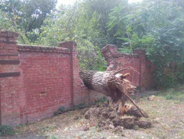 Рухнувшее дерево-гигант проломило толстую кирпичную стену в Ростове