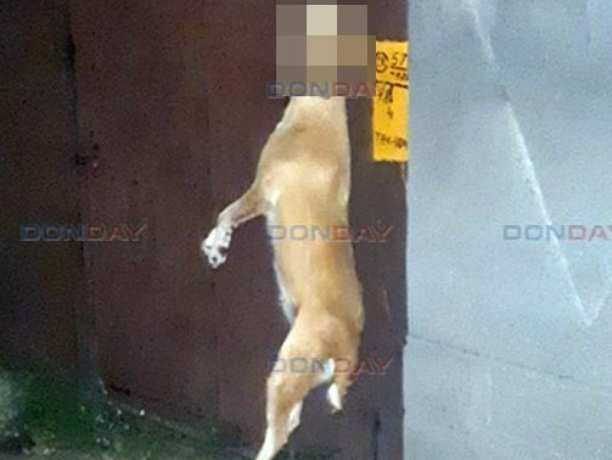 Дьявольски злые живодеры повесили убитую собаку на воротах под Ростовом