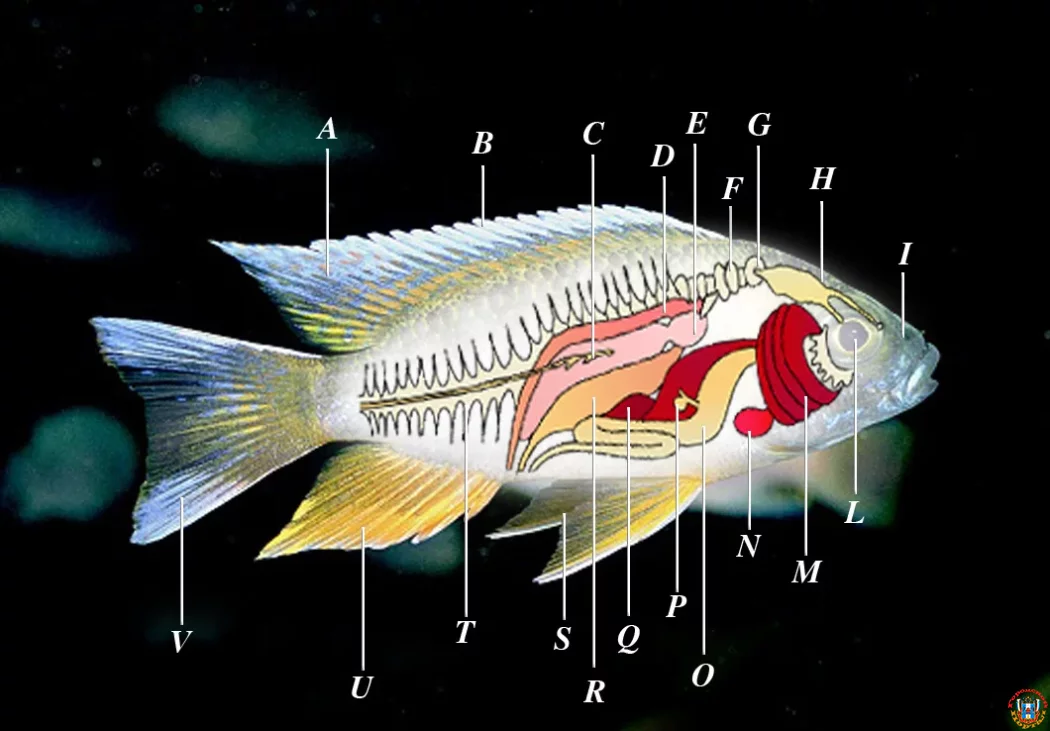 Как менялась ихтиофауна Сибири на границе перми и триаса Как менялась ихтиофауна Сибири на границе перми и триаса