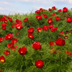 Редкий вид пиона растет в Ростовской области