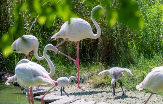 В зоопарке Ростова-на-Дону на свет появились четыре птенца розовых фламинго