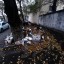 «Когда Ростов приведут в порядок?»: жители пожаловались на замусоренные улицы города 3