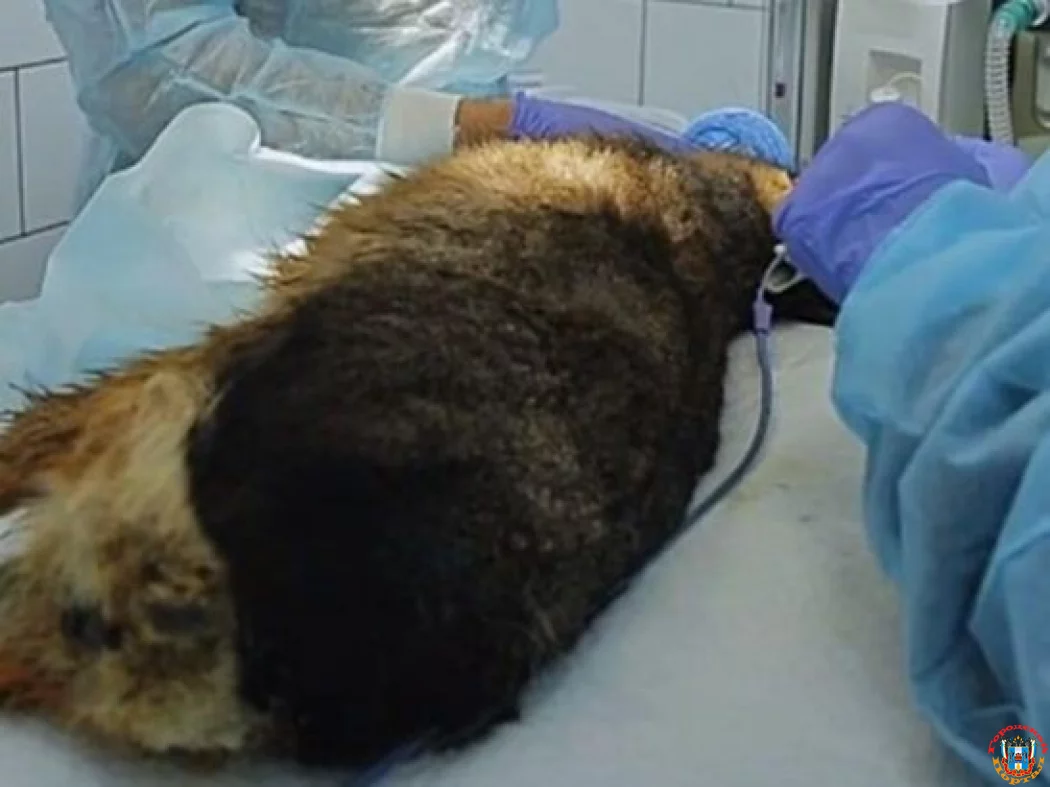 Ветеринары поставили имплант 18-килограммовому грызуну