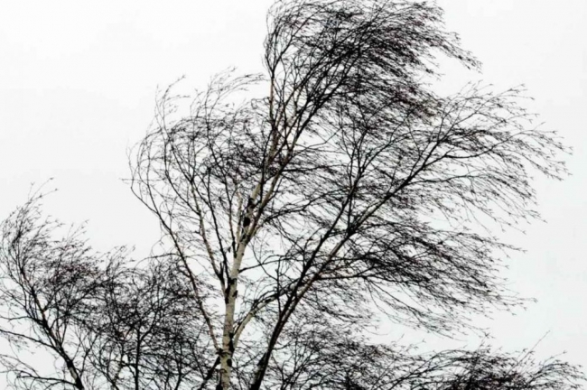 Управление по делам ГО и ЧС Администрации города Ростова-на-Дону предупреждает об усилении ветра