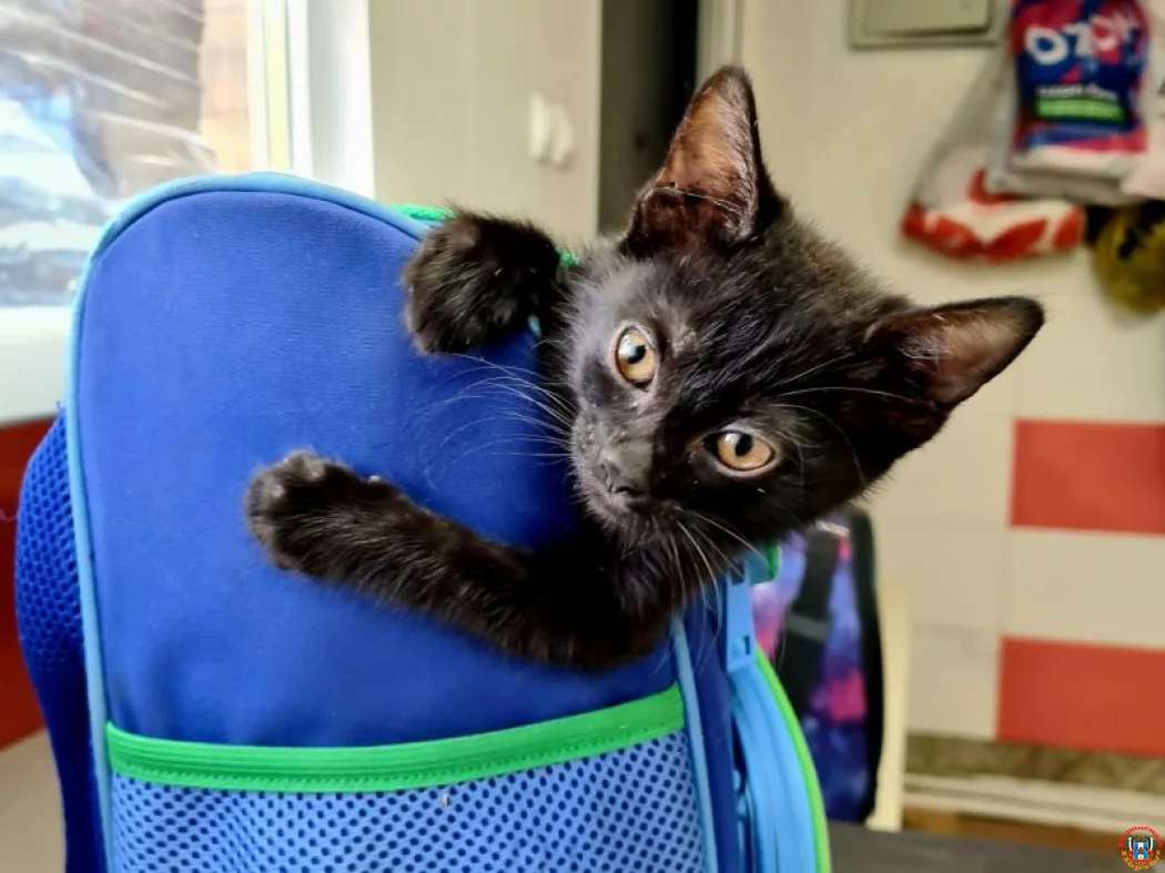 Котёнка с редким врожденным вывихом коленных суставов, спасают в Ростовской области