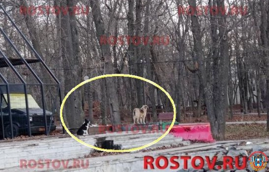 В парке Революции в Ростове бездомные собаки напали на девушку