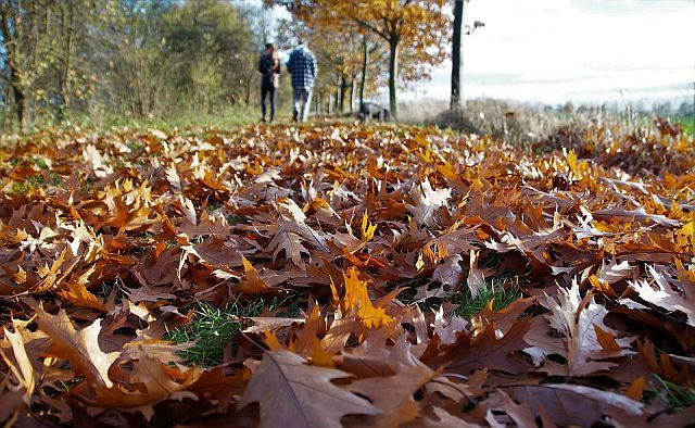 В Ростовской области массово начали штрафовать за неубранную опавшую листву