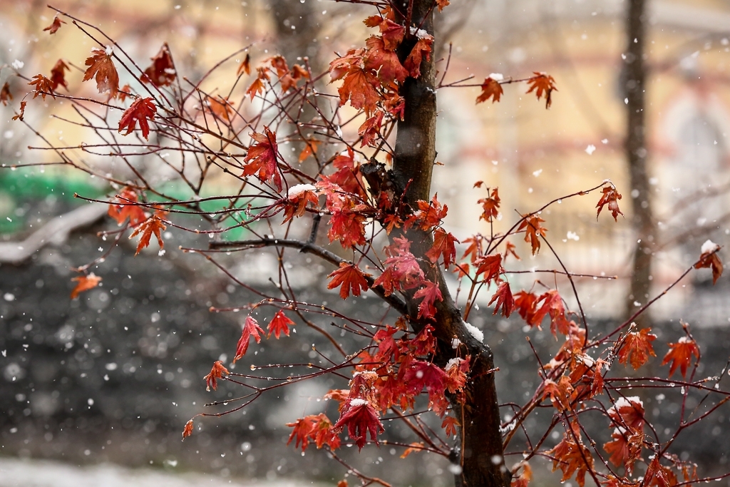 В воскресенье в Ростове синоптики прогнозируют мокрый снег с дождем