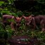 Трогательными кадрами с крошками-волчатами поделился ростовский зоопарк 4