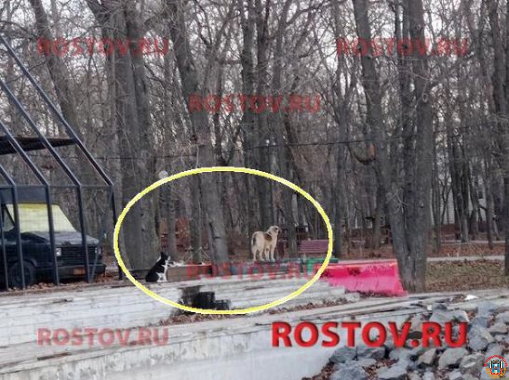 В парке Революции в Ростове бездомные собаки напали на девушку