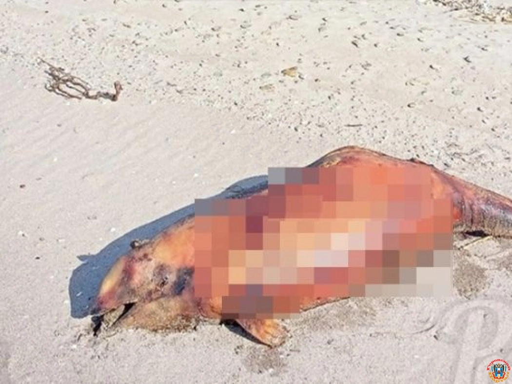 На берегу Таганрогского залива обнаружили мертвого дельфина