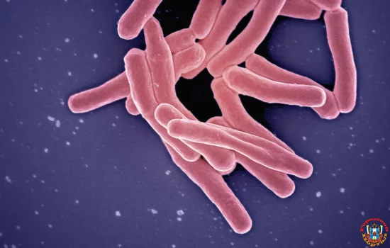 Сайт для борьбы с устойчивостью микробов к антибиотикам создали ученые&nbsp;