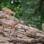В семействе копытных в Ростовском зоопарке на свет появились сразу семь детенышей 1