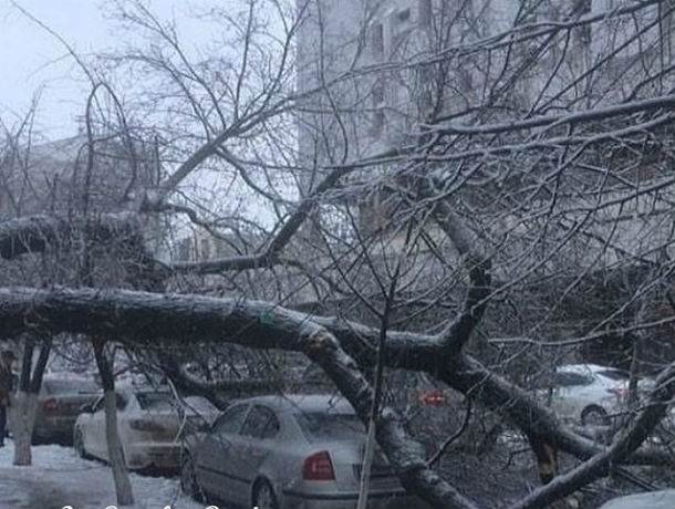 Огромное дерево упало на припаркованные машины и перекрыло проезд в центре Ростова