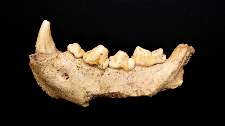 Останки девяти неандертальцев найдены в пещере неподалёку от Рима