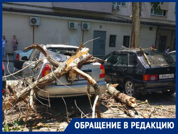 В центре Ростова сухой тополь упал на припаркованные автомобили В центре Ростова сухой тополь упал на припаркованные автомобили