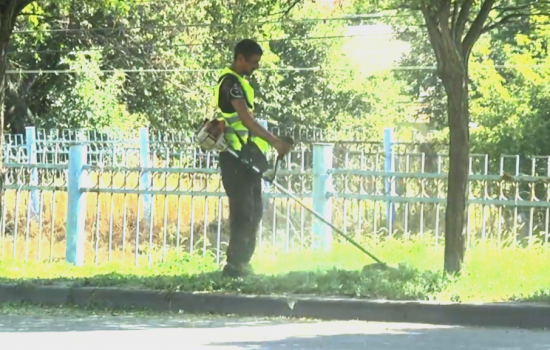 В Ростовской области обнаружили более 7 гектаров амброзии