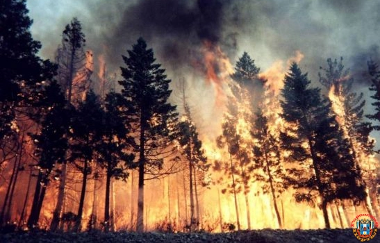 Крупный лесной пожар в Ростовской области потушили спустя 10 часов