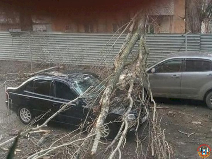 В Ростове сухое дерево упало на две иномарки
