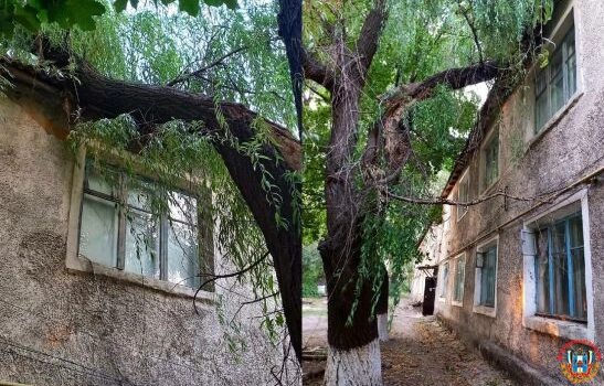 В Гуково упавшее из-за ветра дерево пробило крышу дома