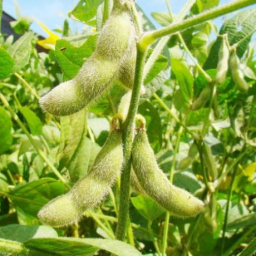 Власти Ростовской области нашли свою выгоду в противостоянии США и Китая