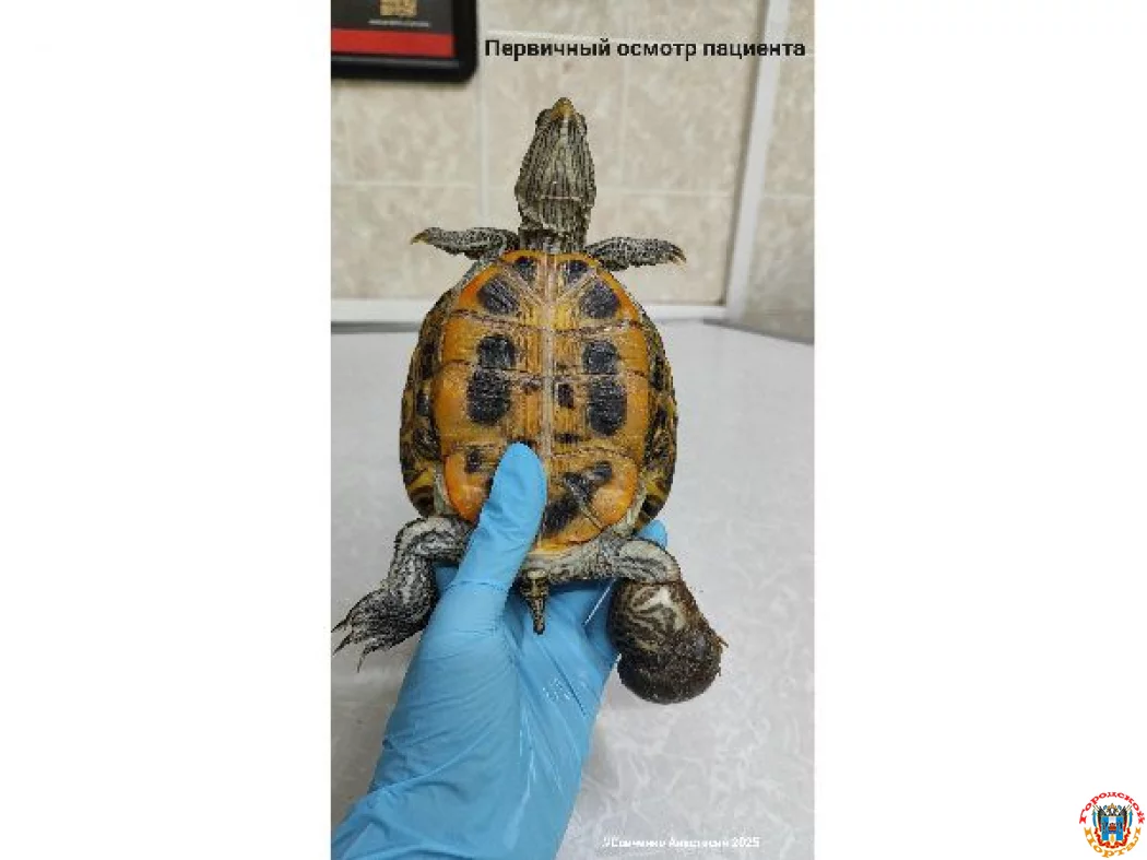 Черепаху у которой была пережата волосами лапа спасла ветврач из Ростова