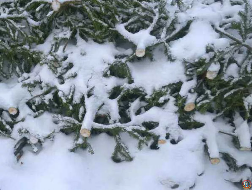 Елочные браконьеры активизировались перед Новым годом в Ростовской области