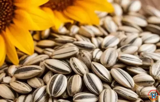 Семена амброзии в подсолнечнике нашли на складе предпринимателя из Ростова-на-Дону