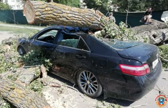 В Зернограде огромный тополь раздавил легковушку