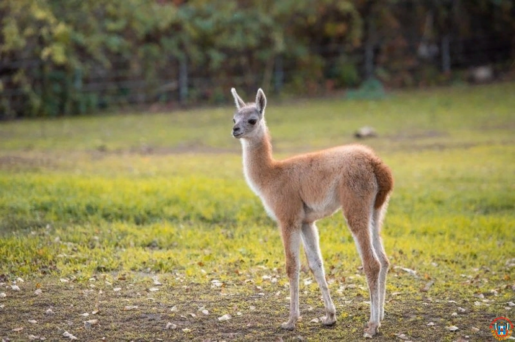 Ветеринары спасли гуанако с серьезной врожденной патологией в Ростовском зоопарке
