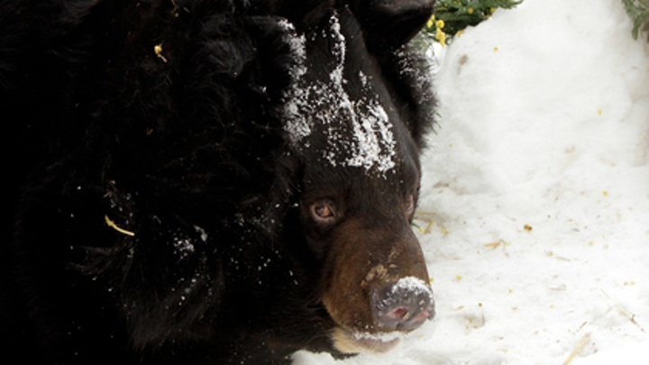 В зоопарке Екатеринбурга проснулся медведь Гай