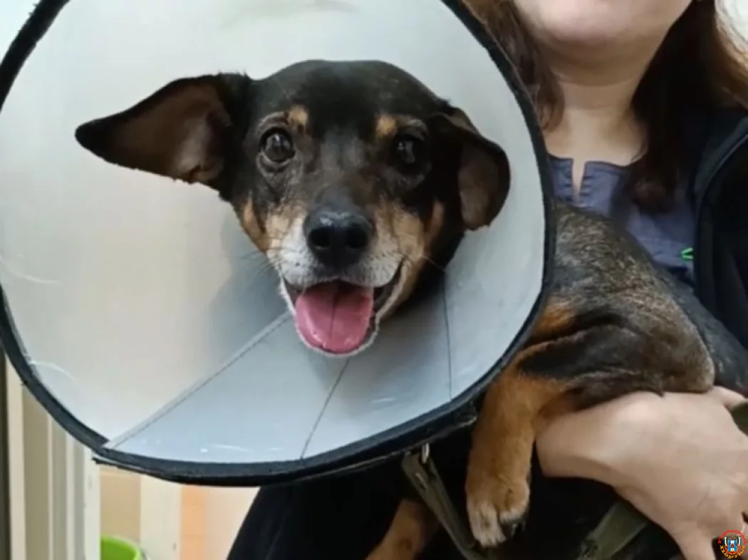 Ещё одну сложную операцию провели парализованному псу Мите из Ростовской области