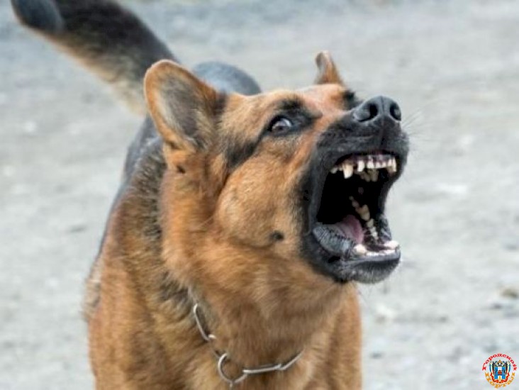 Под суд пойдет житель Ростовской области, натравивший на участкового псов