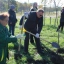 На Дону в рамках Дня древонасаждений высадили 300 тысяч деревьев и кустарников 0