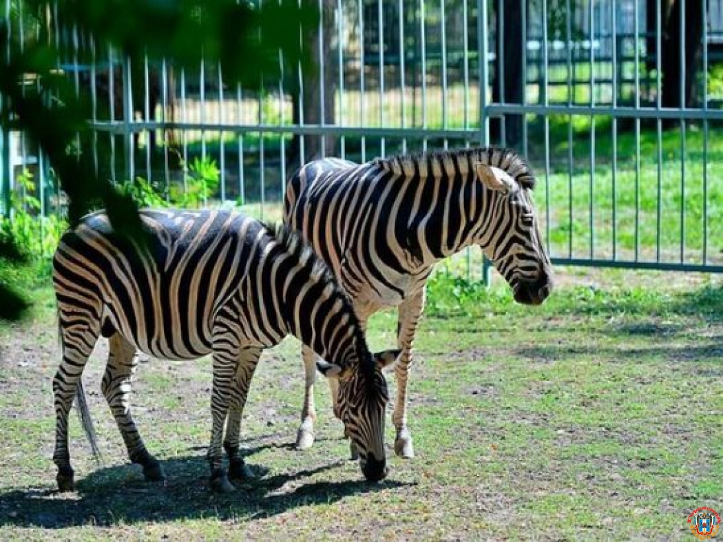 В ростовском зоопарке зебр выпустили в летний вольер