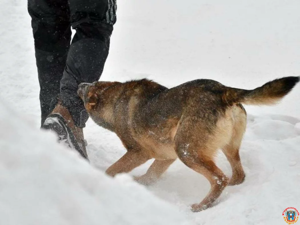 В Суворовском после массовых жалоб и нападений начали отлавливать бродячих собак