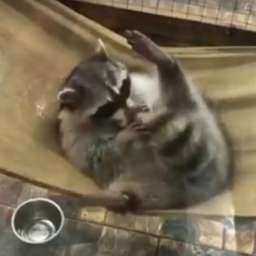 Забавные игры милейшего енота с самим собой в ТРК Ростова попали на видео