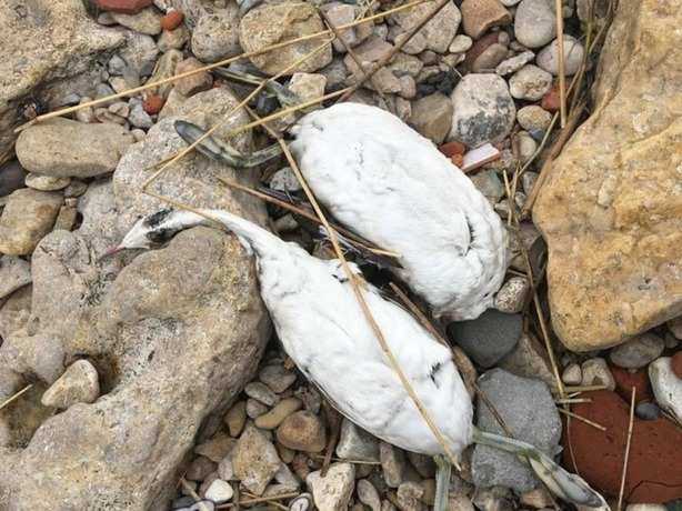 В Таганроге вслед за огромными провалами в земле начали массово гибнуть птицы