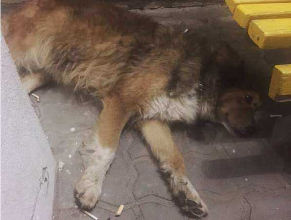 Пёс пострадавших при пожаре ростовчан преданно ждет новых хозяев