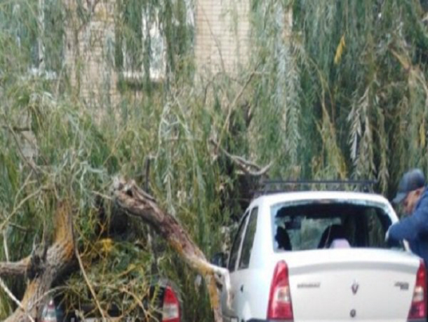Огромное дерево-убийца разбомбило два припаркованных автомобиля в Ростовской области