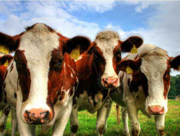 В колхозе Ростовской области умер переволновавшийся из-за голландских коров фермер